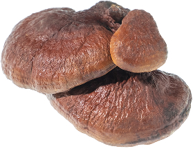 Reishi Mushroom